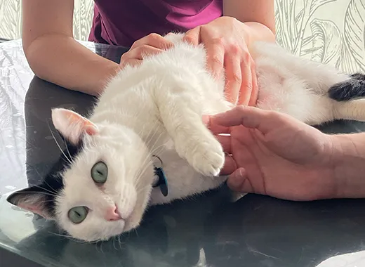 patient clinique pédagogique, chat en séance examen visuel et palpatoire de l’animal