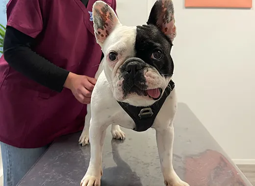 patient clinique pédagogique, chien en séance examen visuel et palpatoire de l’animal
