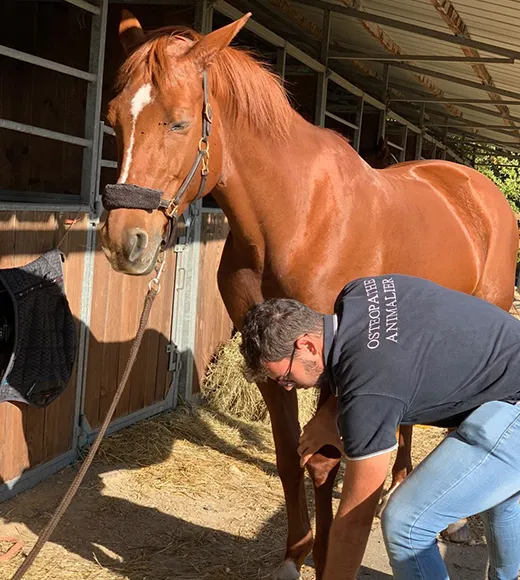 Ostéopathe animalier avec un cheval en situation d'examen visuel et palpatoire de l’animal