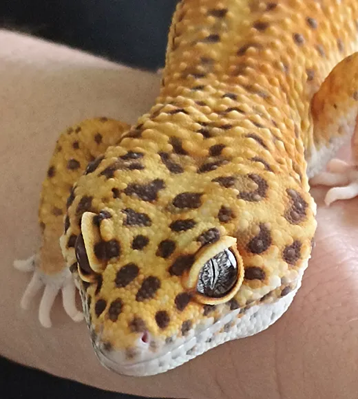Image d'un Gecko jaune tacheté