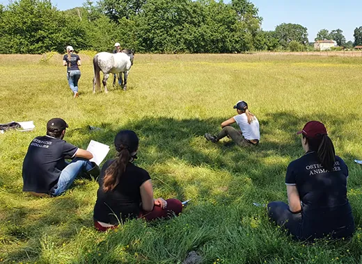 Séance en extérieur avec cheval