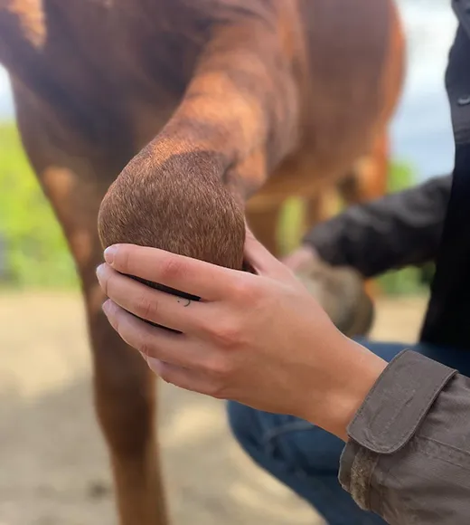 Ostéopathe animalier avec un cheval en situation d'examen visuel et palpatoire de l’animal