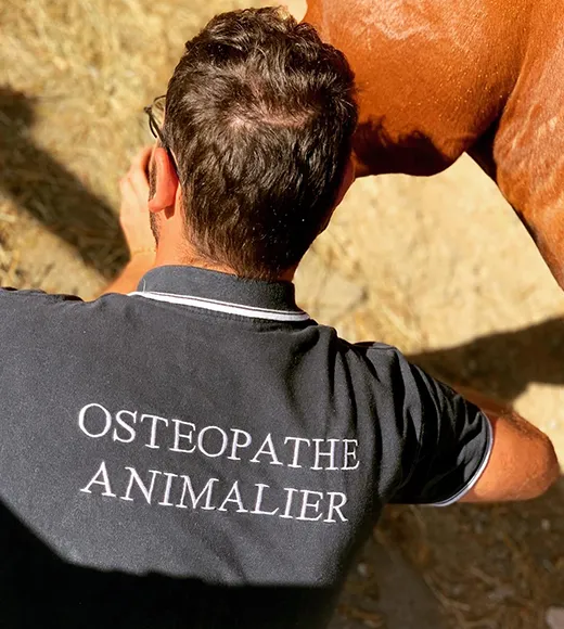 Ostéopathe animalier avec un cheval en situation d'examen visuel et palpatoire de l’animal