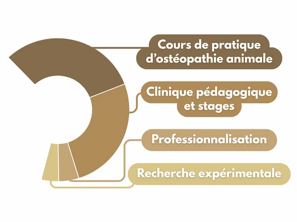 Répartition de la partie pratique de la formation sur 5 ans